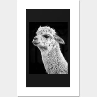 Adorable Alpaca on Black Posters and Art